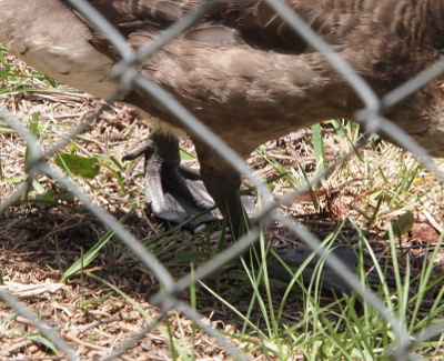 [Through the chain-link fence is a back foot of a goose with the short fourth toe with claw attached in the air as the rest of the webbed foot is on the ground.]